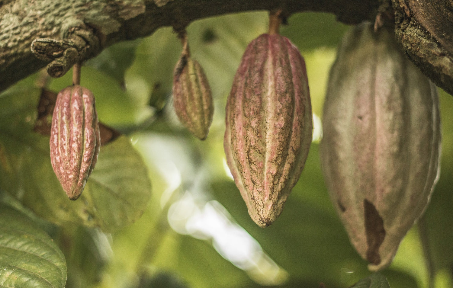 Cacao pods hanging from a tree in gentle forest light, the origin of ceremonial cacao
